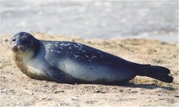 260px-Caspian Seal 1.jpg