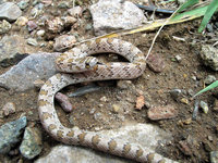 200px-Western hook nosed snake.jpg