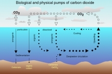 Marine carbonate chemistry