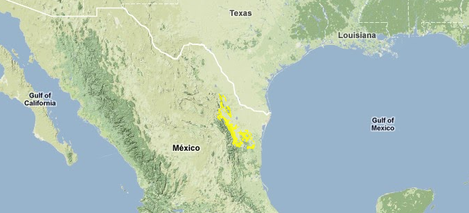 Tamaulipan-matorral.png