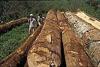 199px-Deforestation.jpg