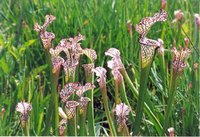 200px-White-Topped Pitcher Plants.jpg