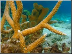 250px-Acropora cervicornis, Staghorn Coral.jpg