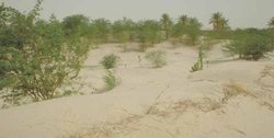 250px-Plants stabilizing dunes.JPG