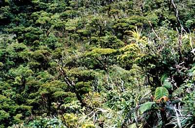 Hawaii-tropical-moist-forests.jpg