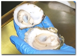 Oyster-cropdss.jpg