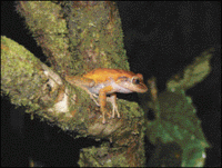 200px-Common coqui.gif