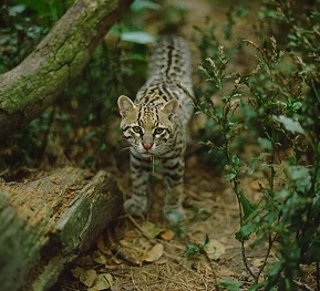 Ocelot--felis-pardalis-.jpg