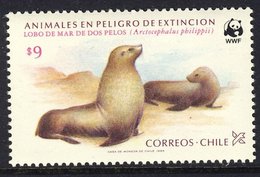 260px-Juan Fernandez fur seal 1.jpg