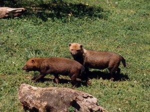 300px-Bush dogs.jpg