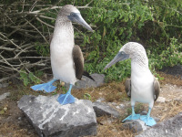 Blue-footed-20boobies-20by-20gct.jpg