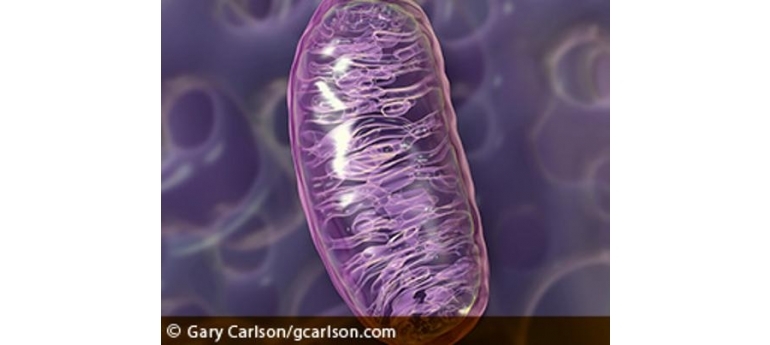 Mitochondrion EnvEffects ehp.118-a292.g001.png.jpeg