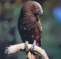 200px-Aa0406 kaka.jpg