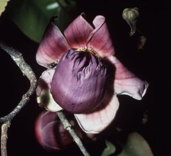 250px-LecythisPisonis Flower1.jpg
