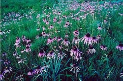 250px-Purple cone flowers, Iowa, USA.jpg