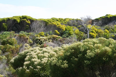 1280px-flora-at-cape-peninsula.jpg