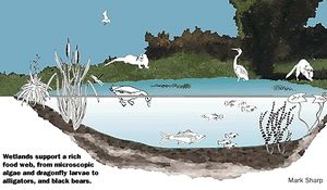 Wetland food web.gif.jpeg