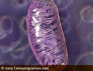 Mitochondrion enveffects ehp-118-a292-g001.png