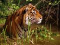 1280px-i-m a tiger- a cat of prey 438x0 scale.jpg