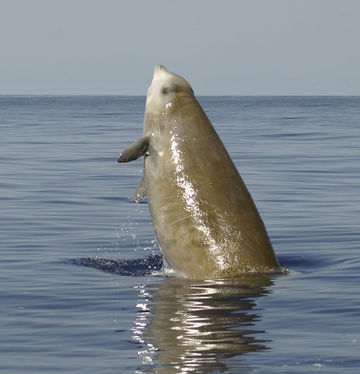 Cuviers-beaked-whale.jpg