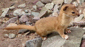 Mountain-weasel--mustela-altaica-karunakar-rayker.jpg