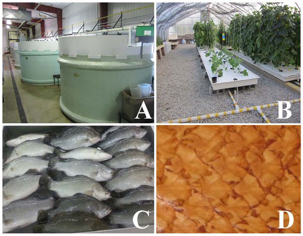 Fisheries-20and-20aquaculture-revised.jpg