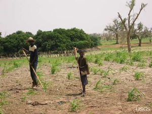 Drought-cropfield.jpg