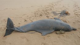 22202 atlantic-humpback-dolphin-sousa-teuszii-in-west-africa.jpg