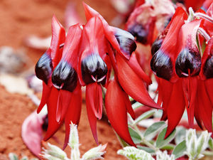 Sturts-desert-pea.jpg