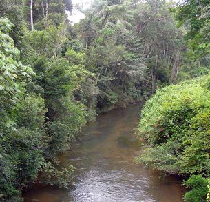 Toamasinariparianm015rainforest.jpg