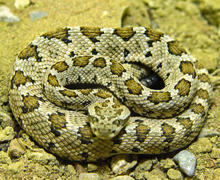 Bajacalifrattlesnake.jpg