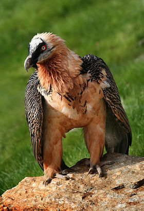 Gypaetus-barbatus-front-richard-bartz.jpg