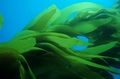 Alga-Giant Kelp NOAA-CFackler.jpg