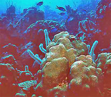 Reef1.jpg