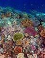 Timor Coral Reef.jpg