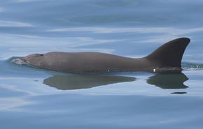 Vaquita-phocoena-sinus-in-the-gulf-of-california-mexico.jpg