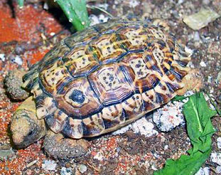 Speckledcapetortoisemarek-velechovsk--.jpg