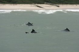 22201 atlantic-humpback-dolphins-sousa-teuszii-just-outside-the-surf-in-west-africa.jpg