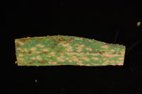 Ascomycota--powdery-mildew-on-wheat-leaf-source-saikat-basu--1-.jpg
