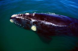 Southern-right-whale.jpg