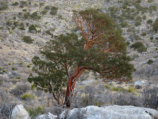 Texasmadrone.jpg