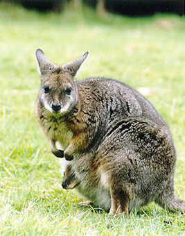 Tammar-wallaby--macropus-eugenii---australia.jpg