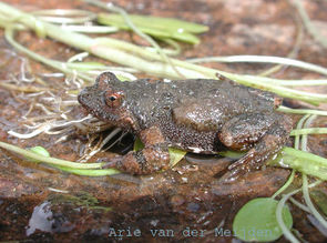 Namaqualand-short-headed-frog.jpg