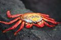Sally crab.jpg