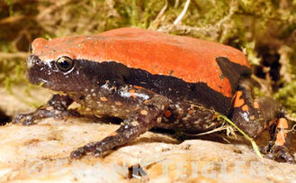 Westafricanrubbertoad-frank-teigler.jpg