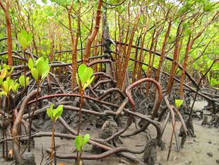 Yellowmangrove-propagules.jpg