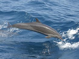 Pan-tropical-spotted-dolphin-1.jpg