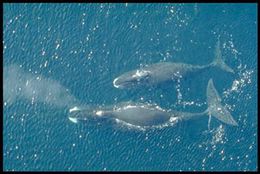Bowhead-whale.jpg