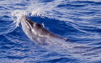 22022 pygmy-right-whale-caperea-marginata.jpg