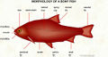 032-morphology-of-a-bony-fish.jpg